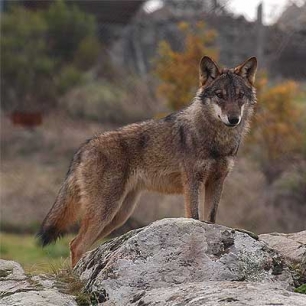 CyL cree que hay margen para que UE permita cazar al lobo al sur del Duero